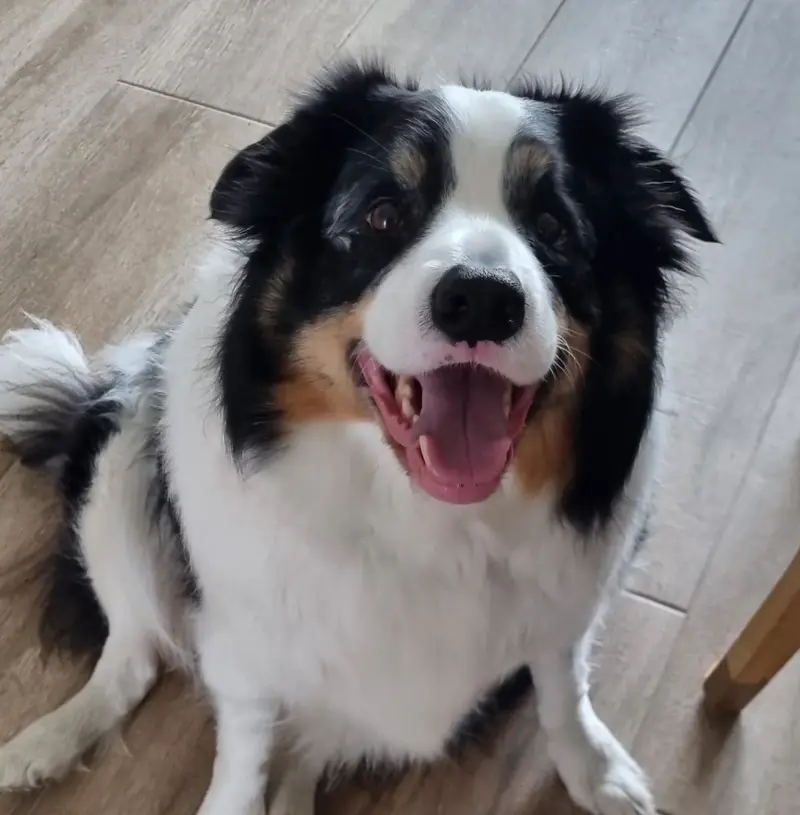 Blije Australian Shepherd