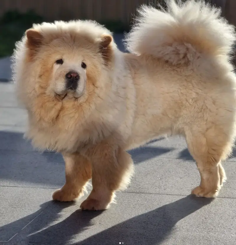 Chow Chow in de zon