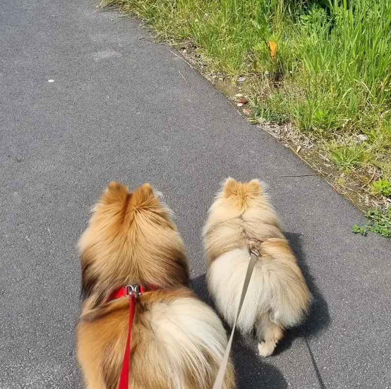 Wandelen met de honden