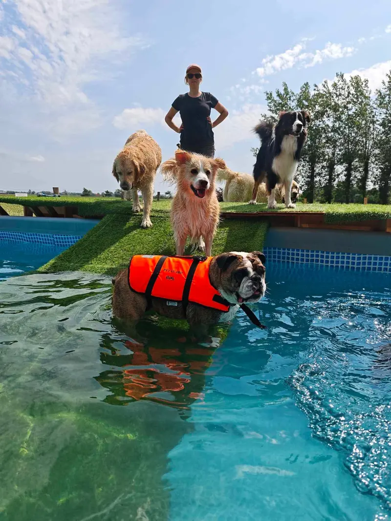 Mel en honden bij het zwembad